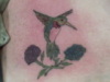 hummingbird