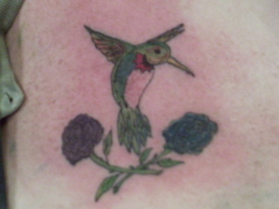 hummingbird